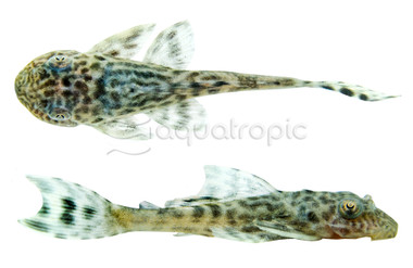 Amazon Sailfin Plecostomus :: 58083