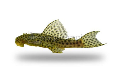 Jaguar Plecostomus :: 58101