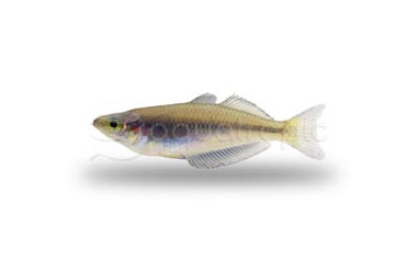 Fasin Creek Rainbowfish :: 61046