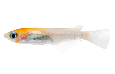 Red-White Medaka Rice Fish :: 63505
