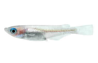 Galaxy Medaka Rice Fish :: 63506