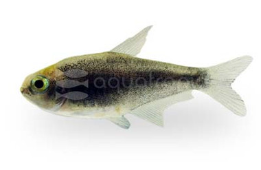 Black Emperor Palmeri Tetra :: 71080