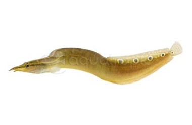 Peacock Eel :: 79722