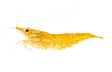 Sunkist Shrimp :: 20016