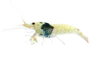 Crystal Black Shrimp :: 20028