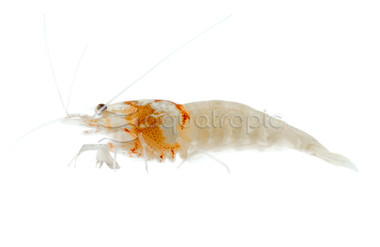 Red Pinto Shrimp :: 20032