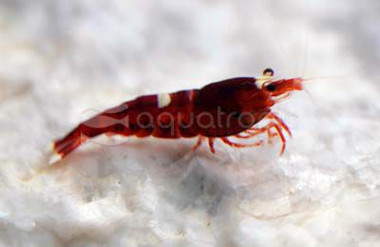 Red King Kong :: 20035