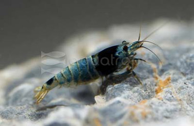 Blue Blotch Shrimp :: 20057