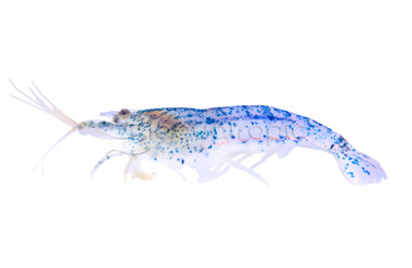 Blue Cherry Shrimp :: 20062