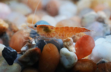 Orange Sakura :: 20063