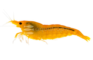 Orange Sakura Shrimp :: 20063