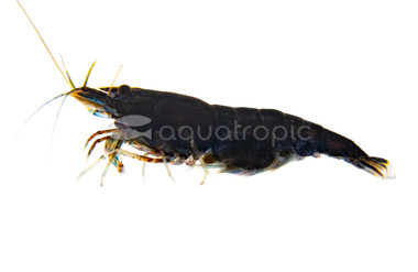 Black Sakura Shrimp :: 20066