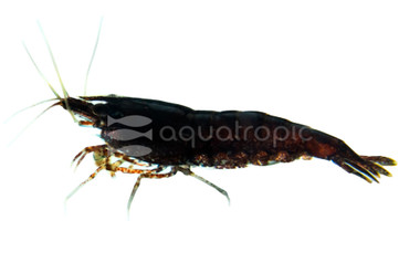 Black Cherry Shrimp :: 20073