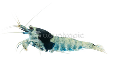 Black King Kong Shrimp :: 20084