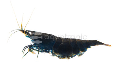 Black Phantom Shrimp :: 20085
