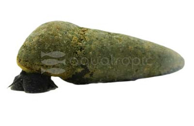 Chocolate Rabbit Snail  :: 54385