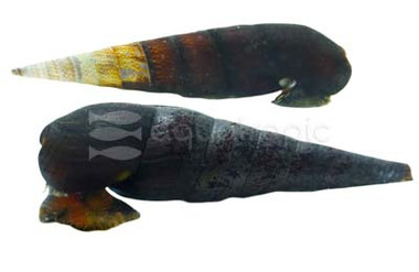 Assorted Rabbit Snail :: 66025