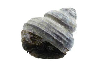 Freshwater Turbo Snail :: 66031