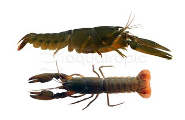 Papua Black Sapphire Lobster :: 90018