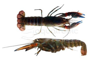 Black Kong Lobster :: 90020