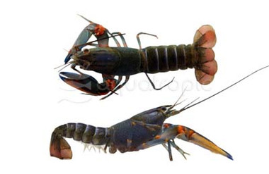 Blue Kong Lobster :: 90021