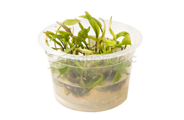 Cryptocoryne wendtii Green Cup AT :: 80548