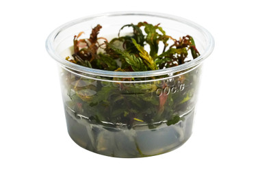 Hygrophila pinnatifida Cup AT :: 80551