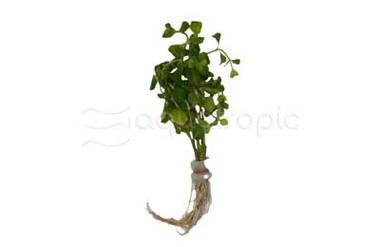 Hygrophila difformis - bunch :: 87715