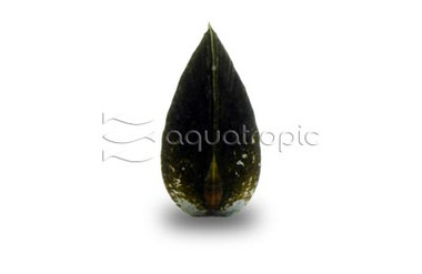 Snow Black Clam :: 39708
