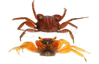Tomato Crab :: 42879
