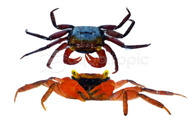 Rainbow Vampire 'Rouxi' Crab :: 71707