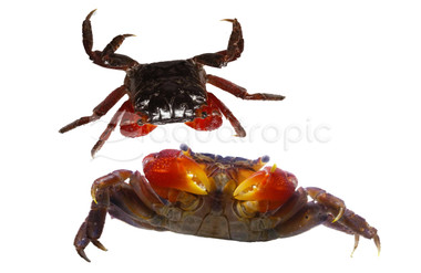 Red Claw Crab :: 76935