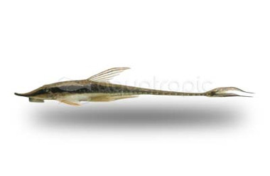 Whiptail :: 15833