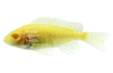 Albino Strawberry Peacock Malawi Cichlid :: 19950
