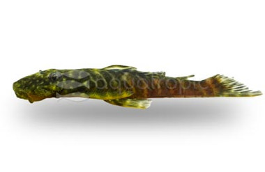 Black Spotted Flyer Plecostomus L-244 :: 27769