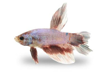 Halfmoon Longfin w/cup, Male :: 30154