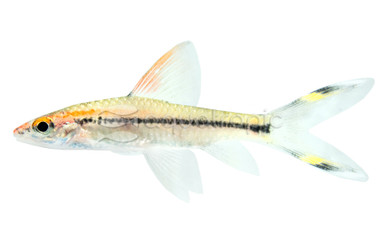 Denison Roseline Longfin Barb :: 48756