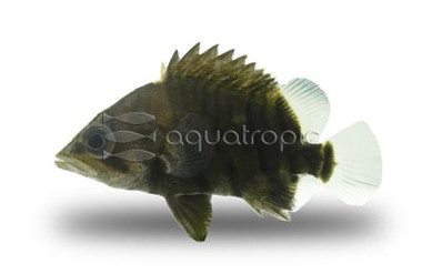 Mixed Bar Tiger Sumatra Datnoid  :: 49530