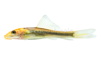 Gold Marble Algae Eater :: 53232