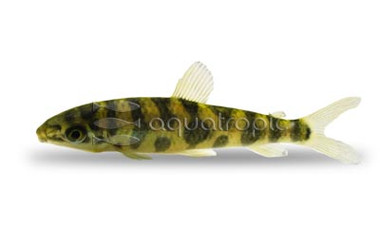 Eight Spotted Leporinus :: 55969