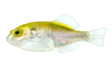 Bronze Pufferfish :: 56769