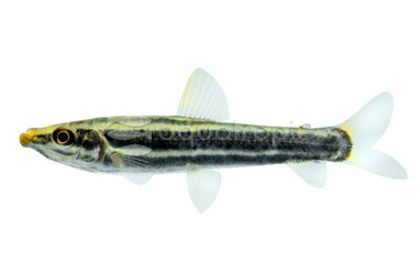 Anostomus anostomus :: 58948