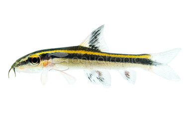 Flying Fox Red Algae Eater :: 59574