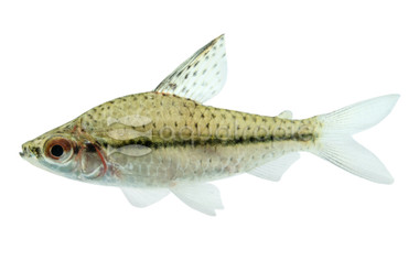 Headstander Spotted/Checkered Tetra :: 71067