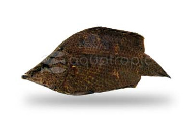 Amazon Leaffish :: 73171