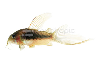 Aeneus Longfin :: 77172