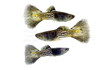 Black Cobra Guppy, Male :: 90955