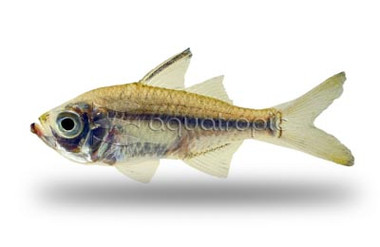 Commerson's Glassfish :: 93050