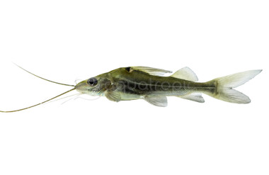 Pictus 4-line :: 17349
