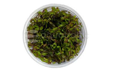 Rotala macrandra 'Rose' Cup AT :: 28266